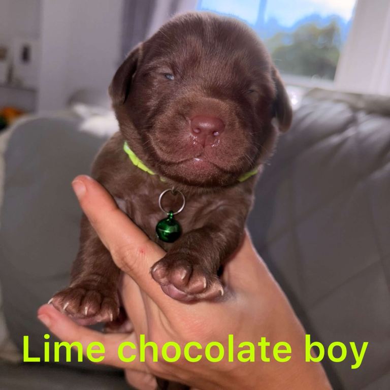 Chocolate/Yellow/Black kc Reg Labrador Retrievers