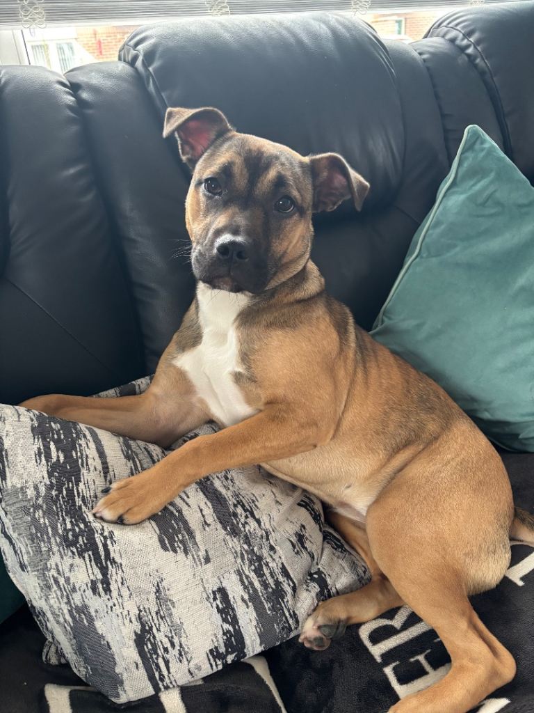 Staffy cross 