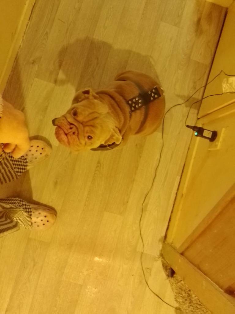 Hi am selling this little girl her name is penny 