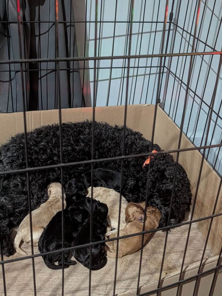 Cockapoo puppies 