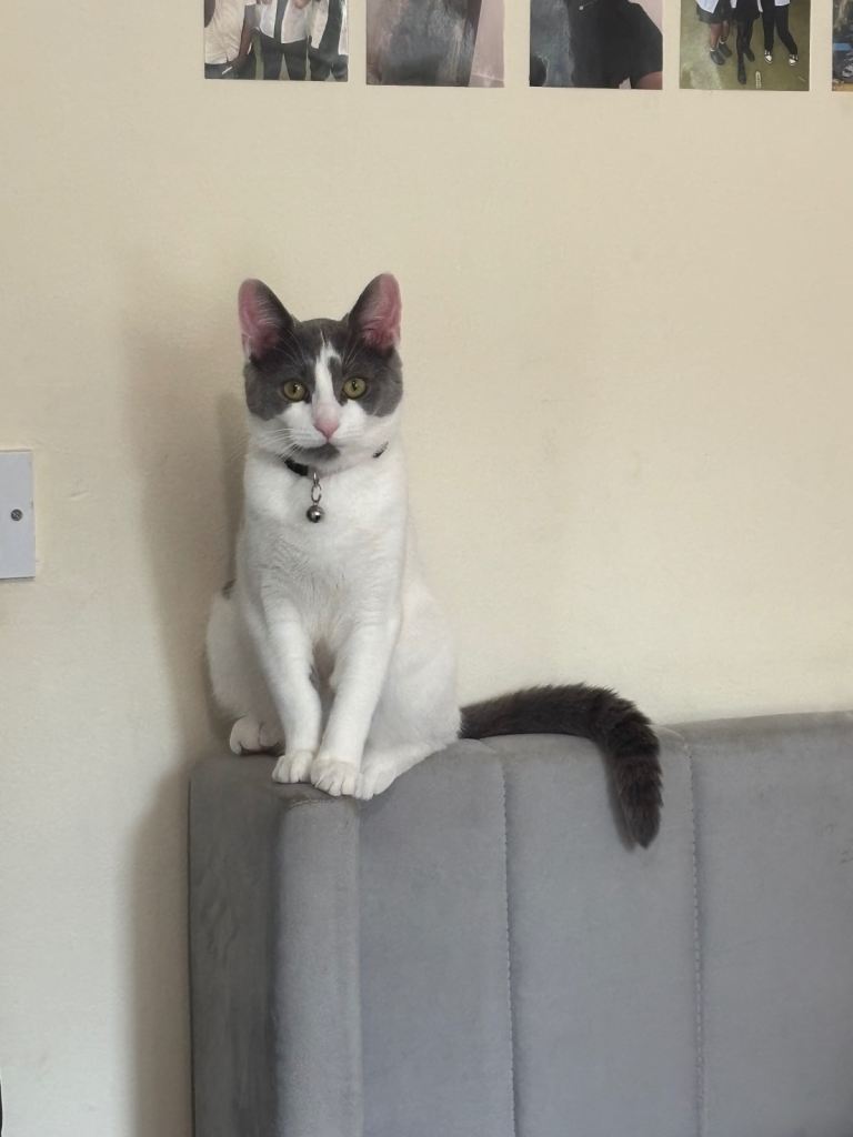 Female Domestic Shorthair Cat Grey and White
