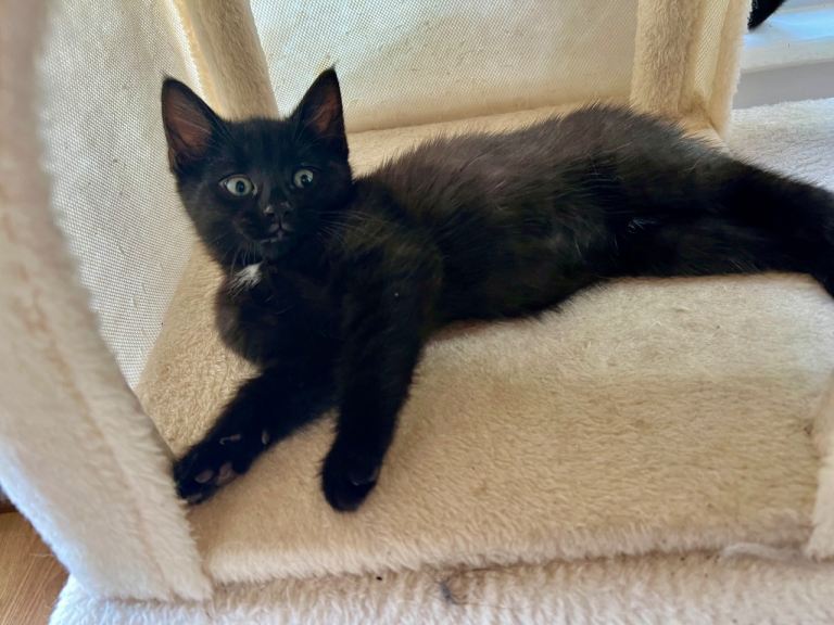 Kittens for sale