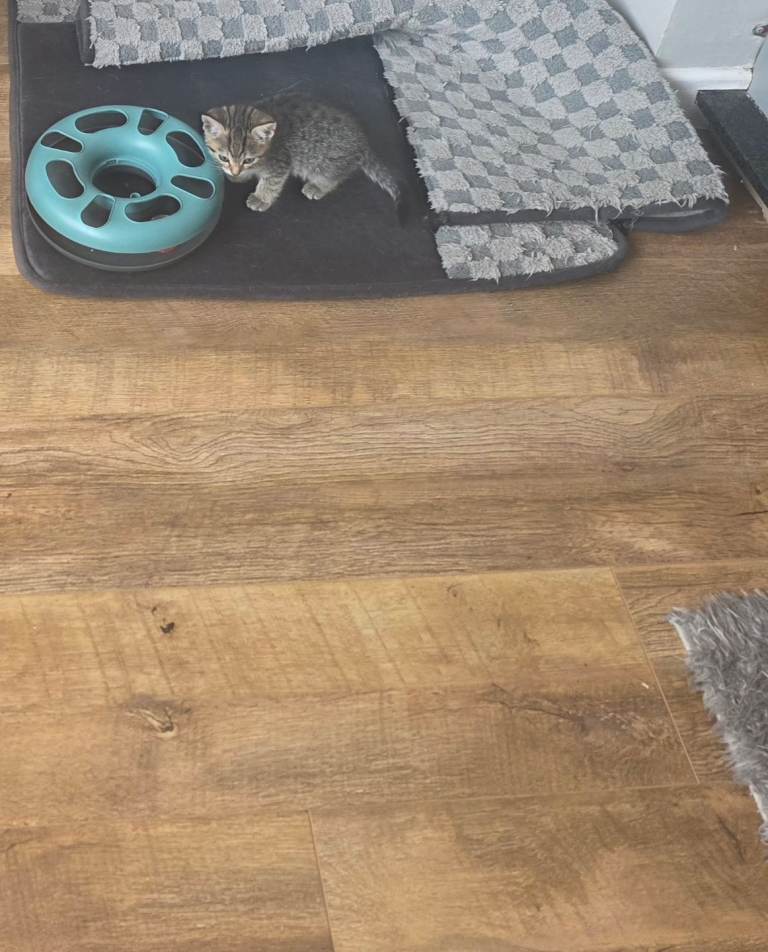 Kitten