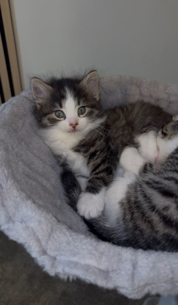 2 Beautiful Longhair Kittens (boys) 