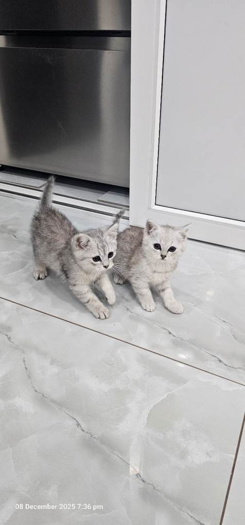 kittens 2 lovely girl available for new house 