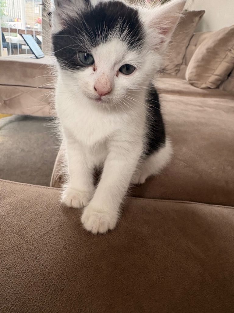 2 Kittens ready to go to new homes 
