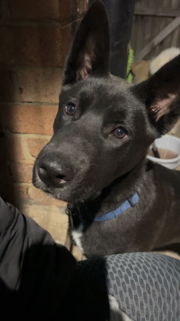 2 year old mix breed 