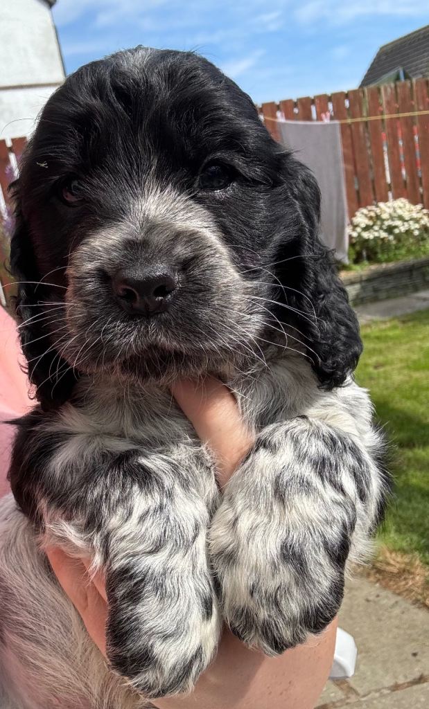 2 cocker spaniel puppies for sale