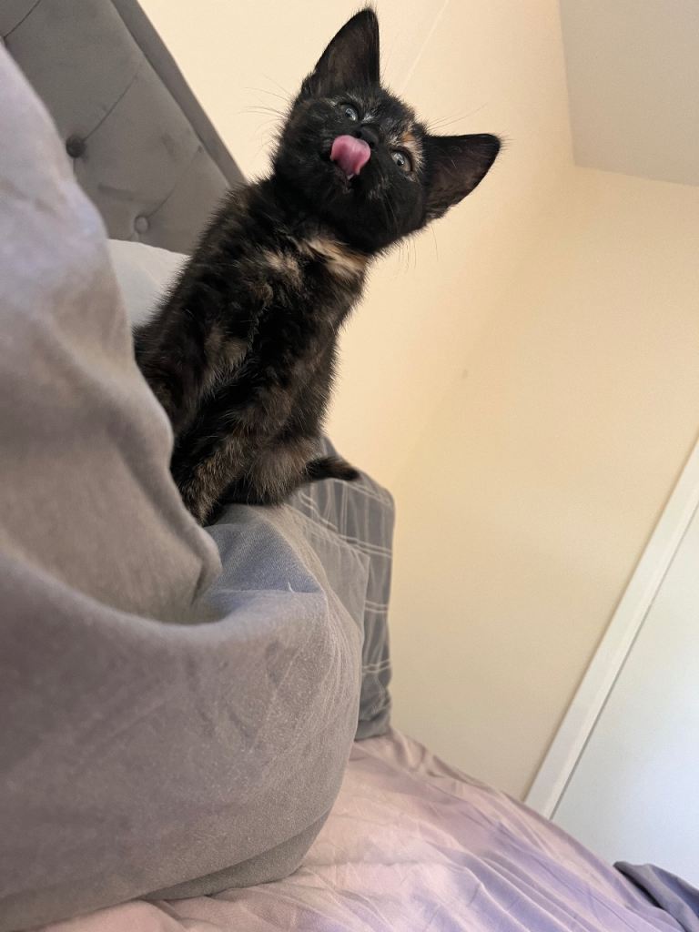 15 week old female kitten 