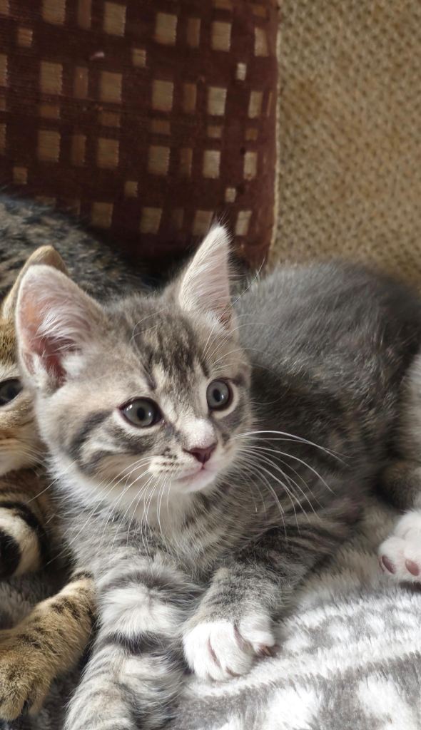 Grey tabby/ Tuxedo Boy kittens