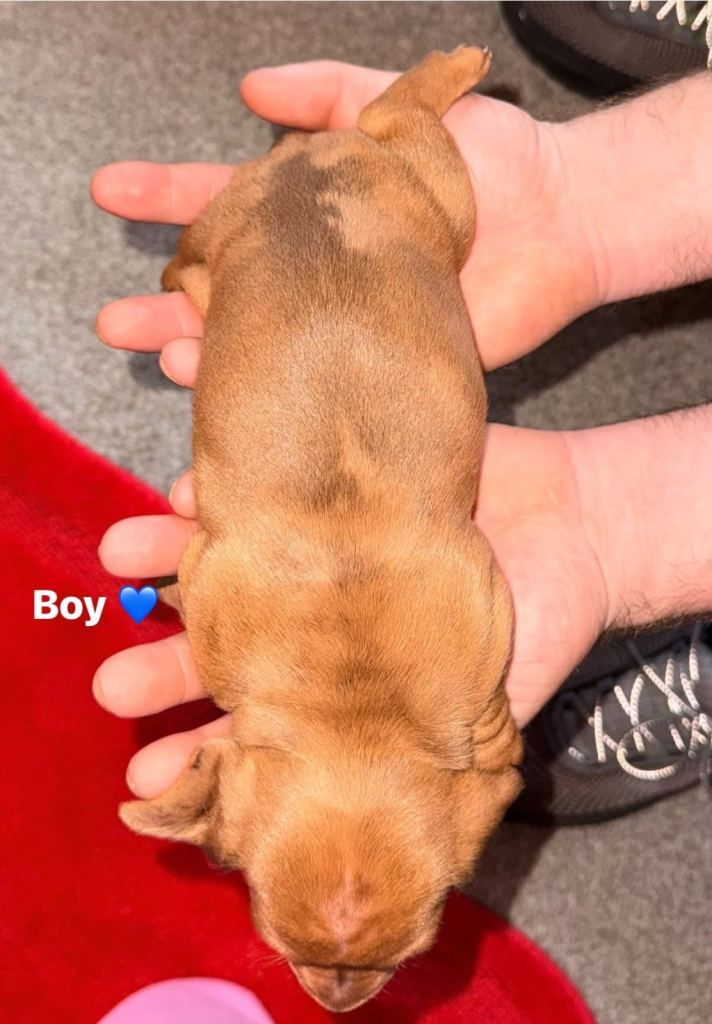 Miniature dachshund puppies for sale 