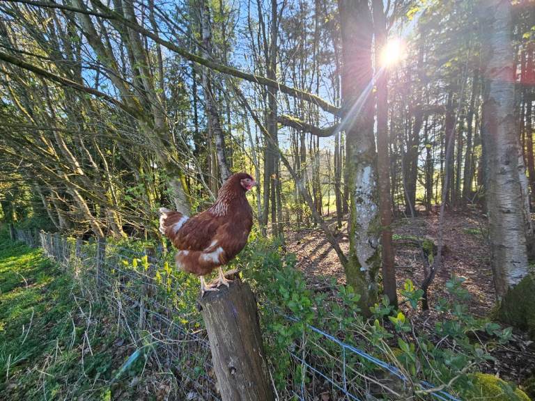 POL Hens / Chickens / Layers various breeds