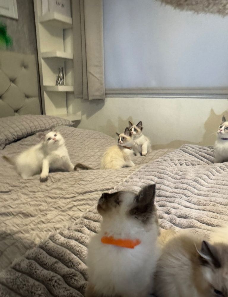 GCCF RAGDOLL KITTENS AVAILABLE 