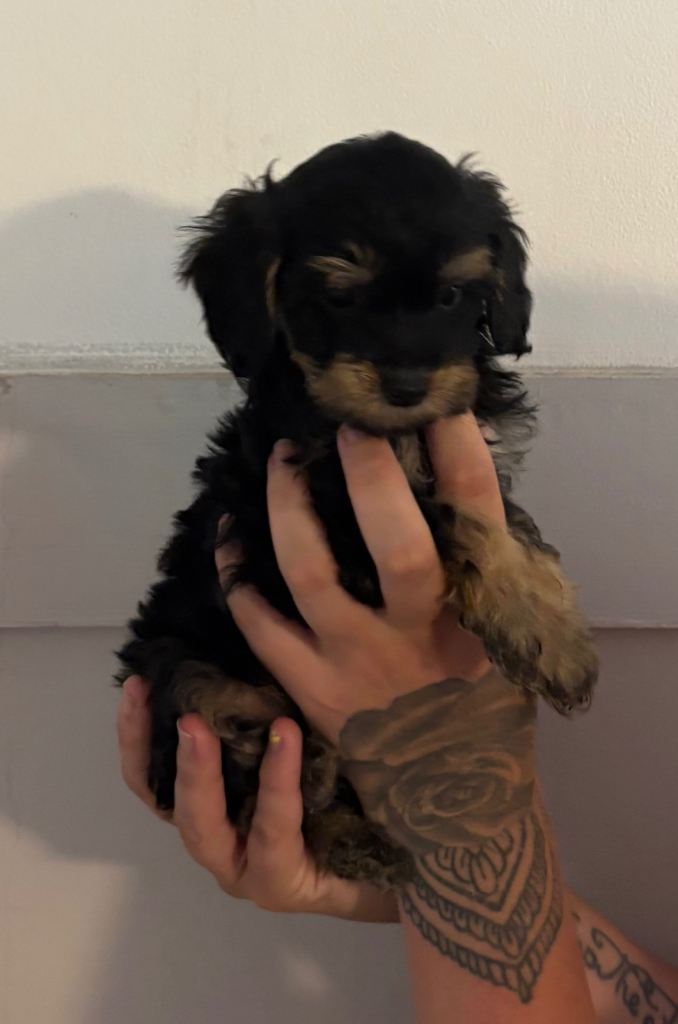 Cockapoo puppies 