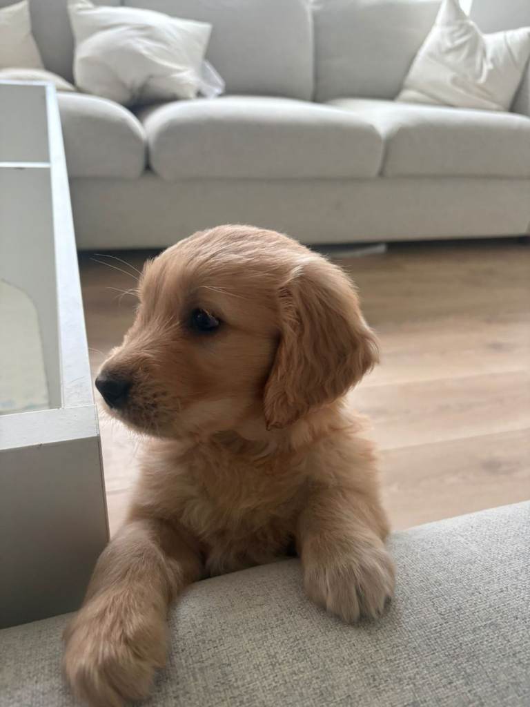 READY TO LEAVE NOW Male Golden Retriever puppy 