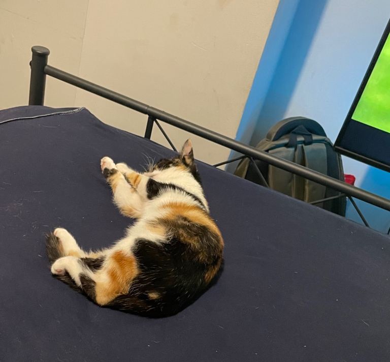 Female kitten