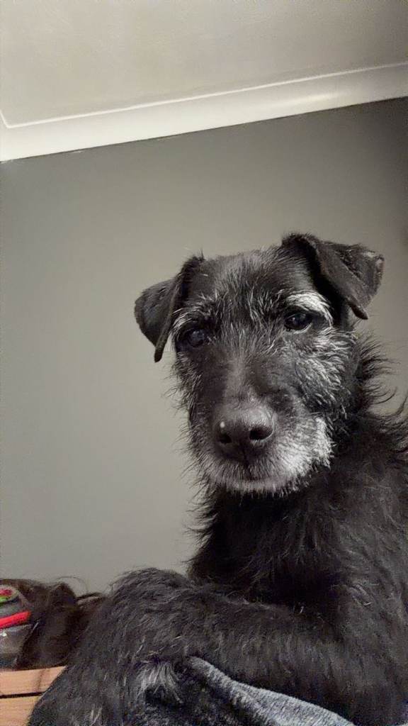 2 Cocker Spaniel x Patterdale terrier puppies