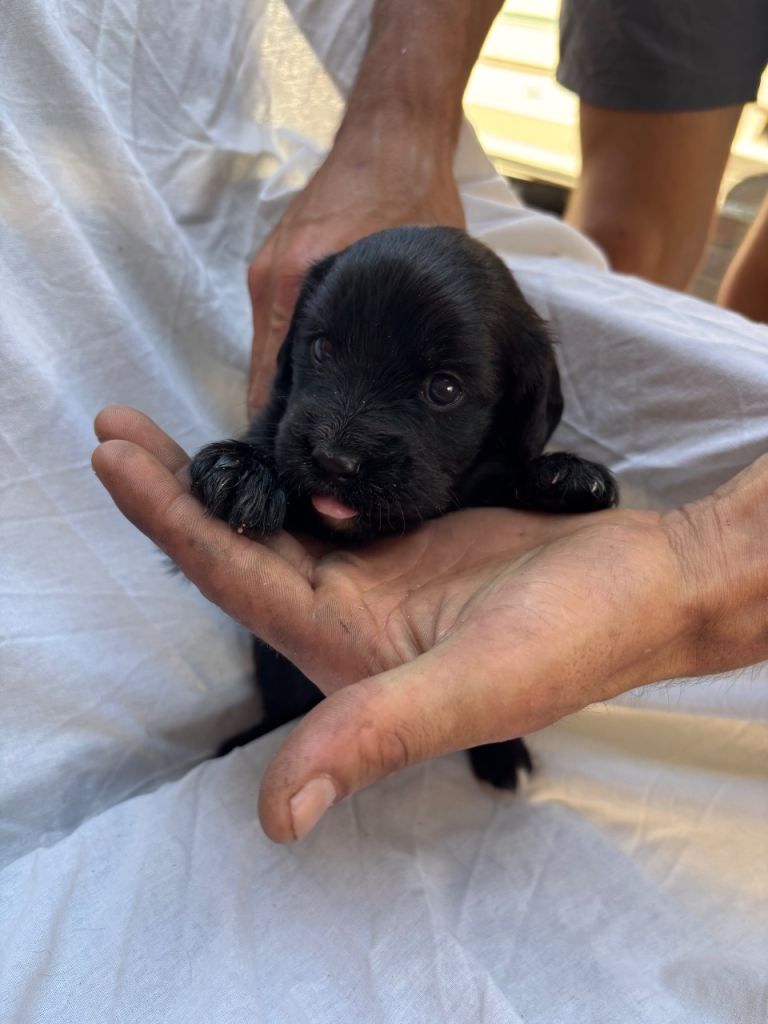Puppies 