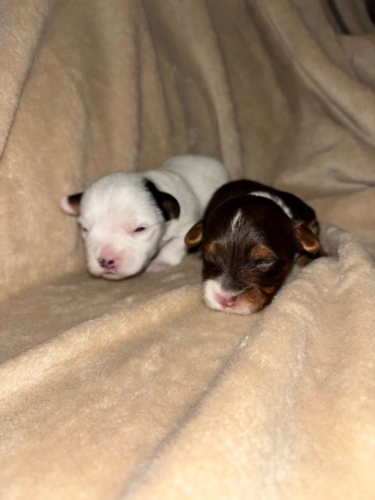 🐶 Beautiful rare coloured purebred Yorkshire terrier pups 🐶 