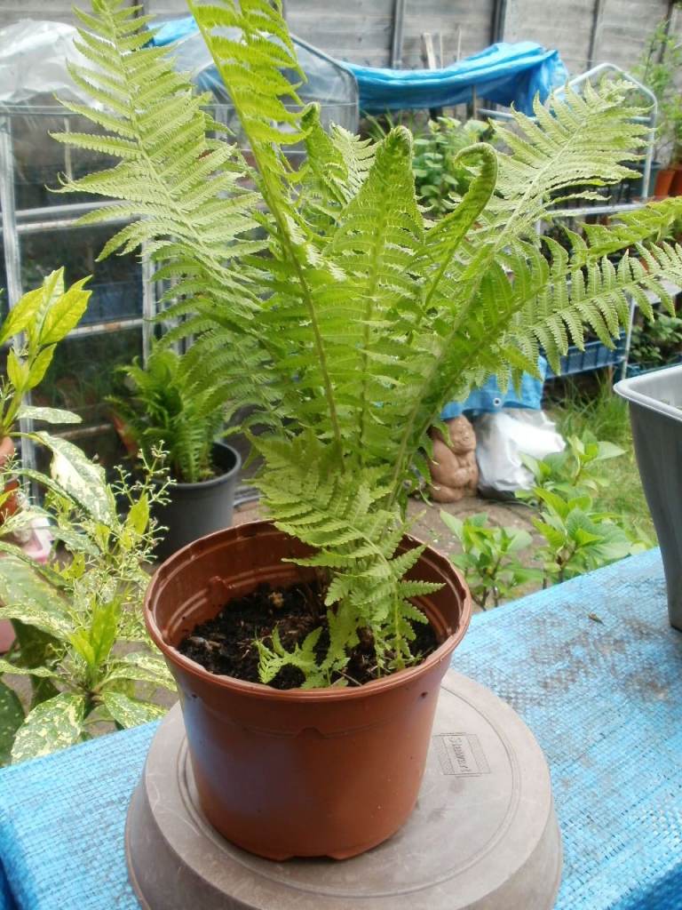 Plants Fern (Outside) 2 Big with 2 babies, Jungly Lime Shoots, Will grow upto 40cm high