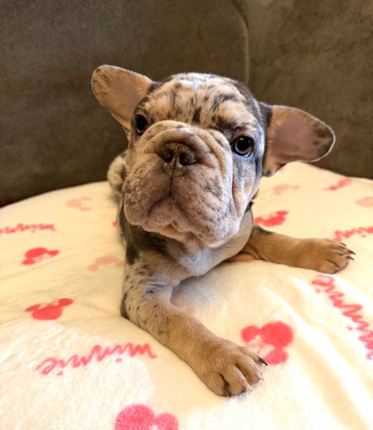 French Bulldog Puppies 