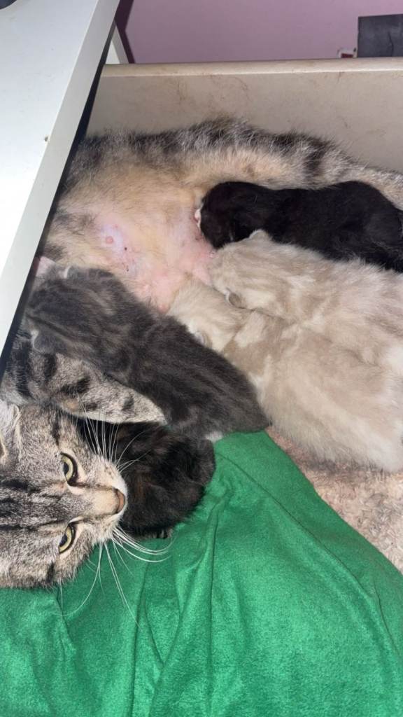 X5 adorable kittens