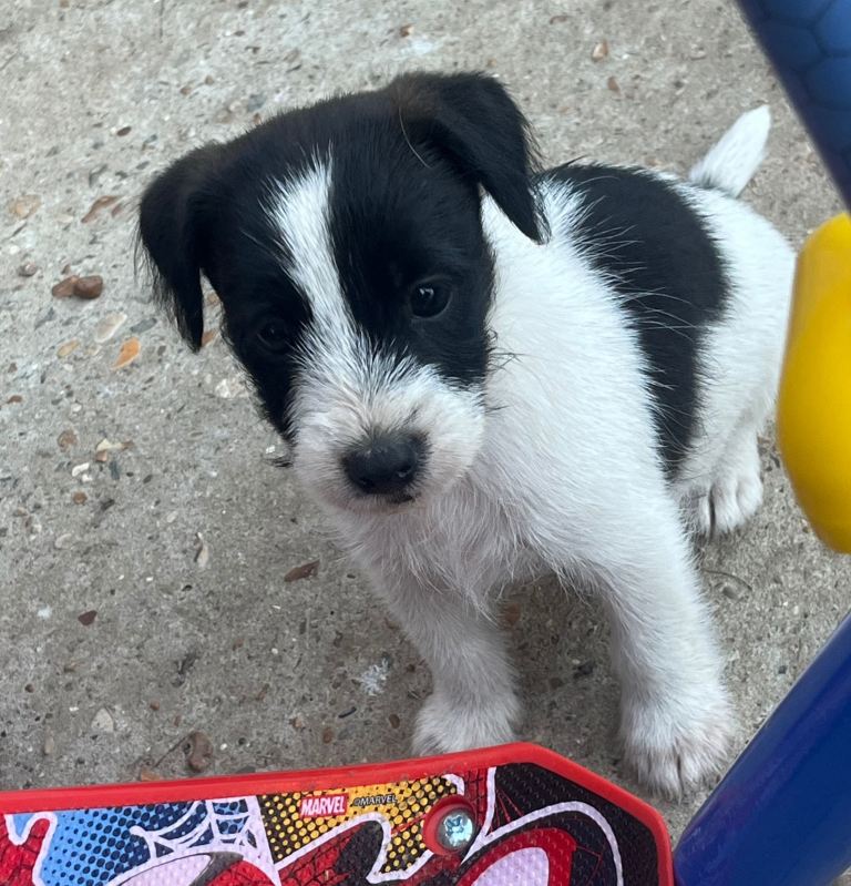 Jack Russell puppies 