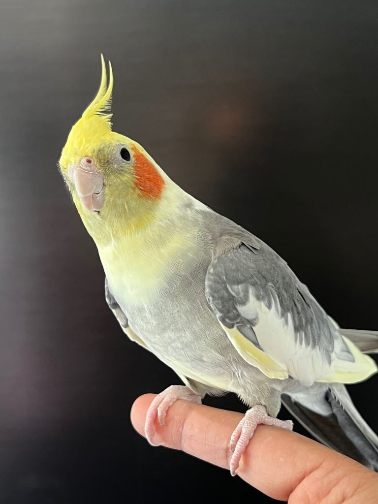 Hand Reared and Hand Tamed Cockatiels 3