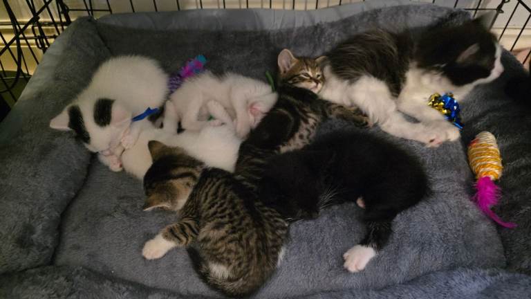 Gorgeous Kittens Ready To Reserve