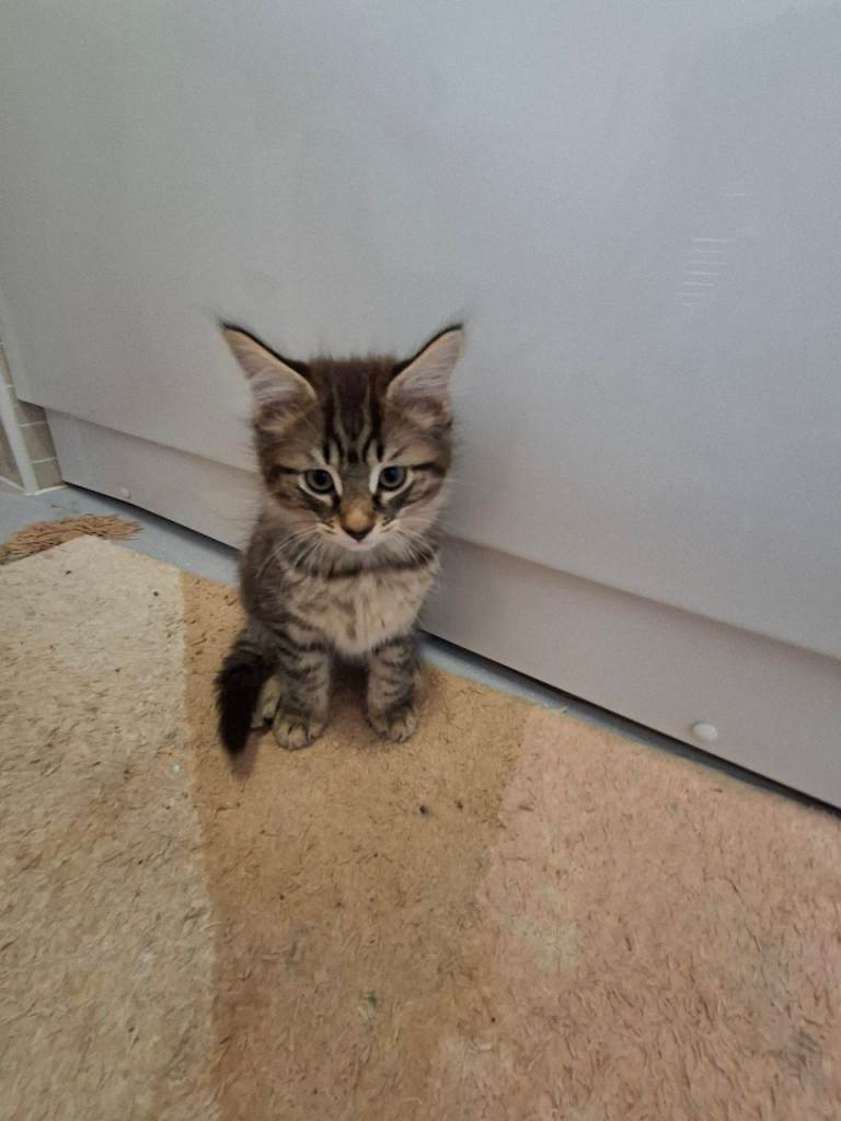 10 week Ragdoll kittens 