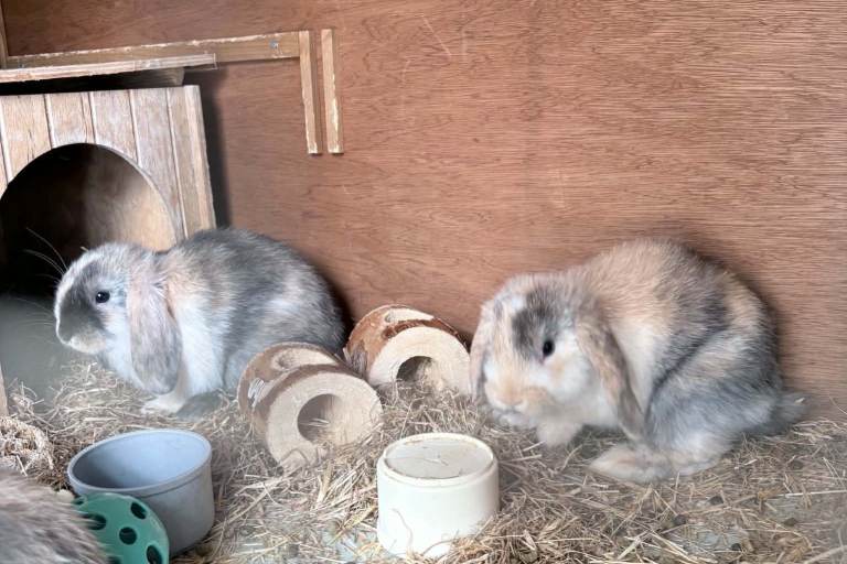 Harlequin mini lops
