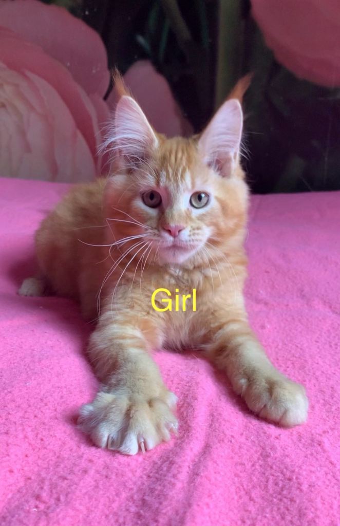 Purebred Maine Coon Kittens