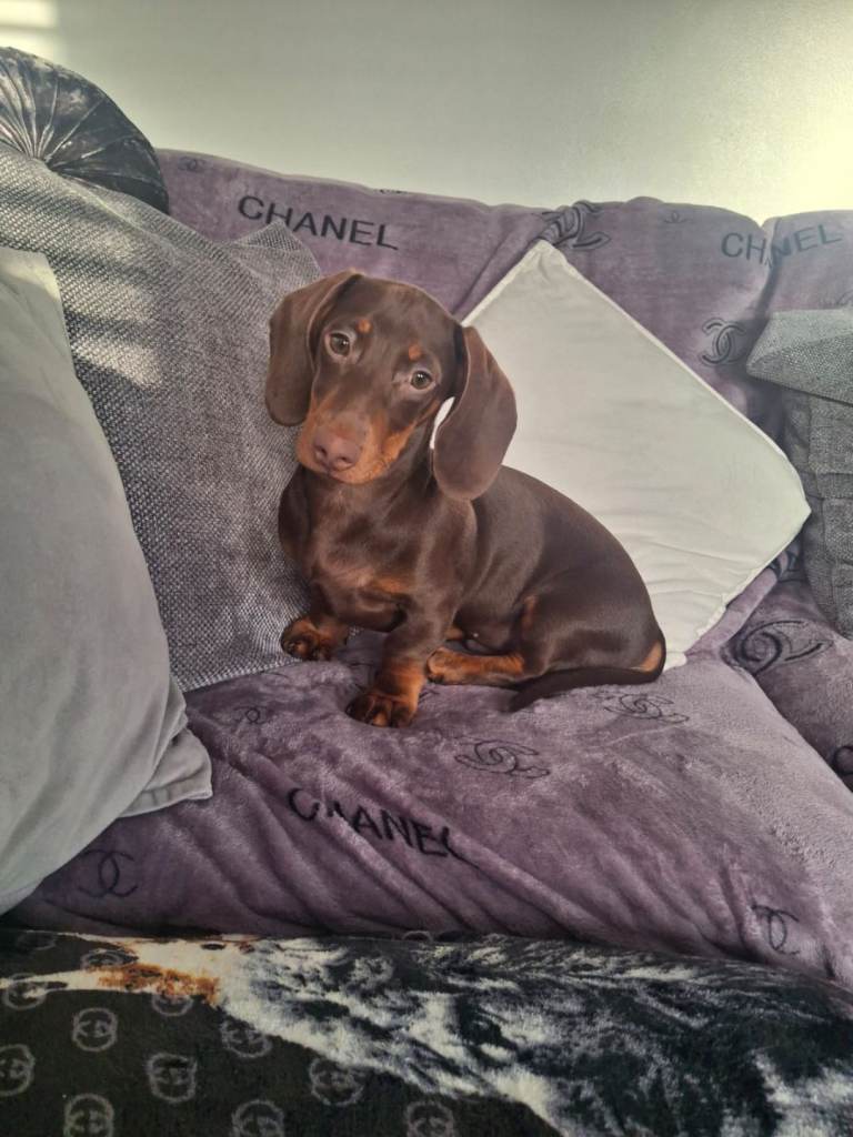 Miniature Dashund puppy