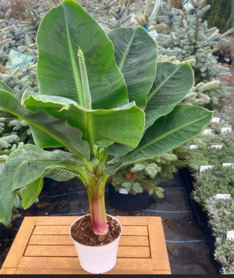 Hardy Banana 🍌 Plant🌿 – New, Potted