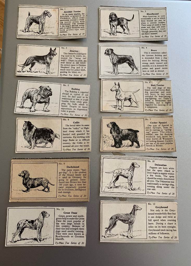 1955 Typhoo Tea Cards - Popular Breed of Dogs