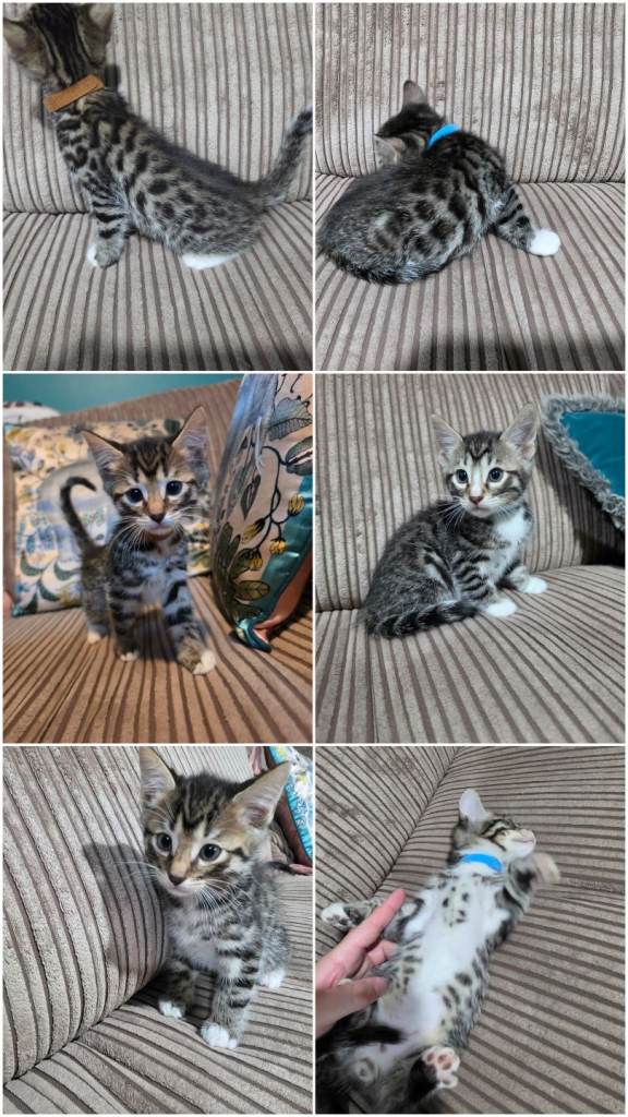 Bengal X kittens READY NOW 2 Males left