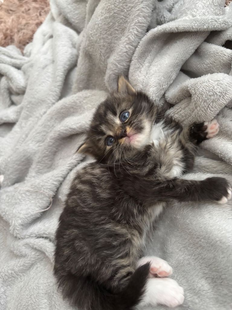 4tabby kittens forsale