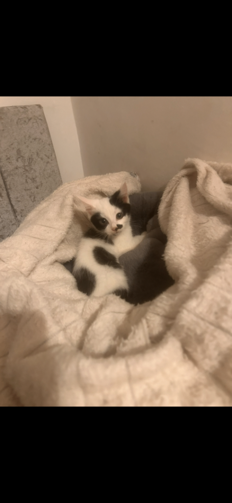 Kitten 