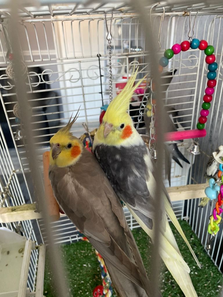 Cockatiels 