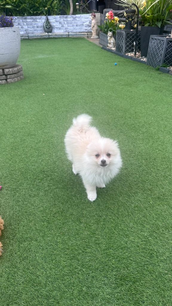 Adorable Pomeranian puppy - ready to leave now