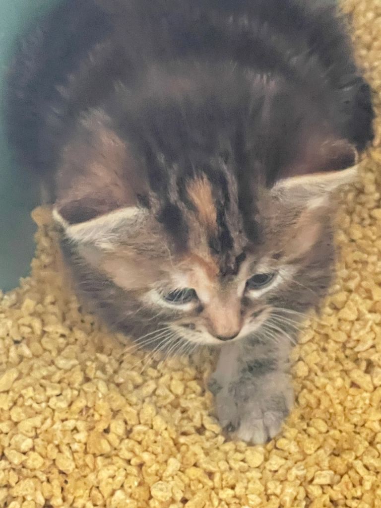 Tabby 