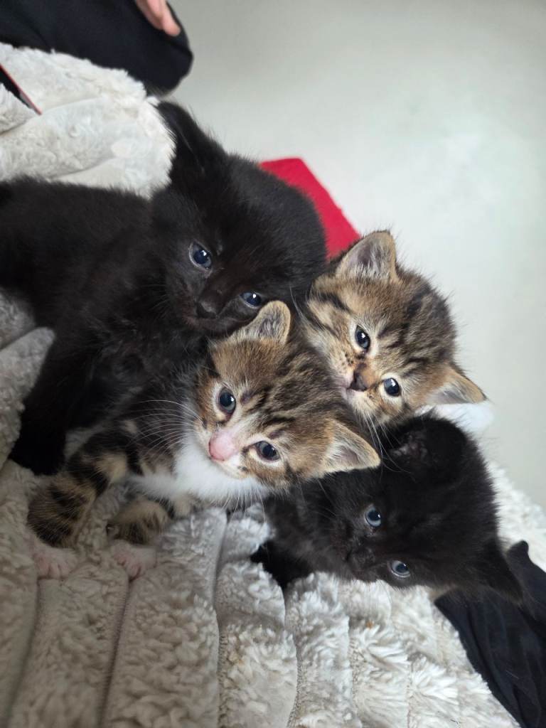 Kittens for sale 