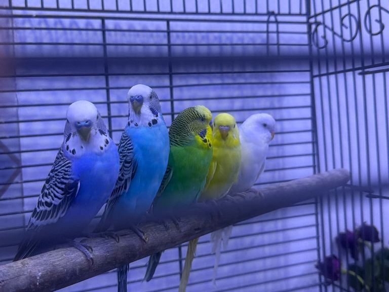 Budgies