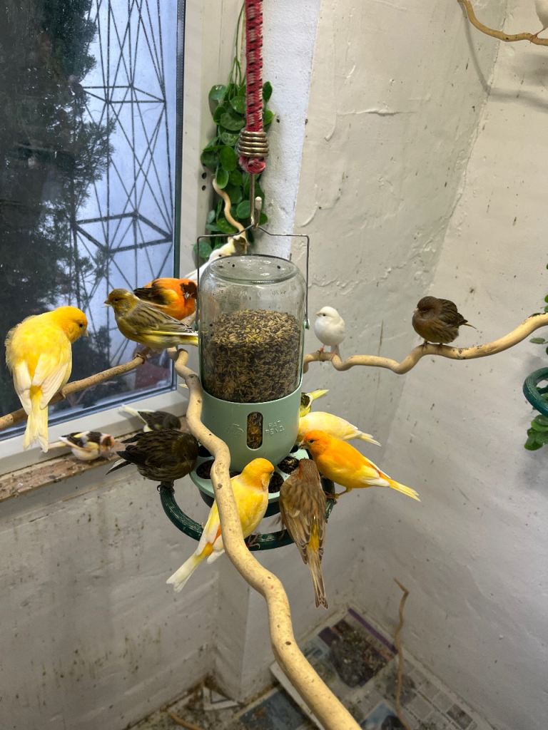 Healthy canaries