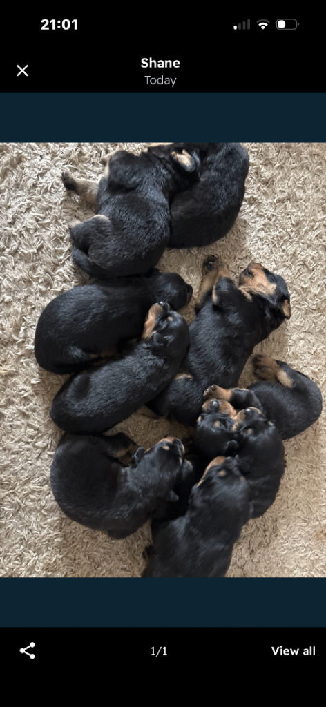 Pedigree IKC Registered Rottweiler Pups 