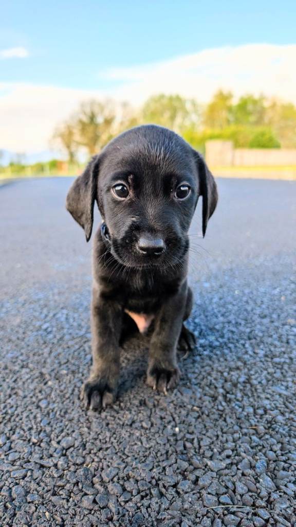 Ready now - Last Puppy! RKC Black Male