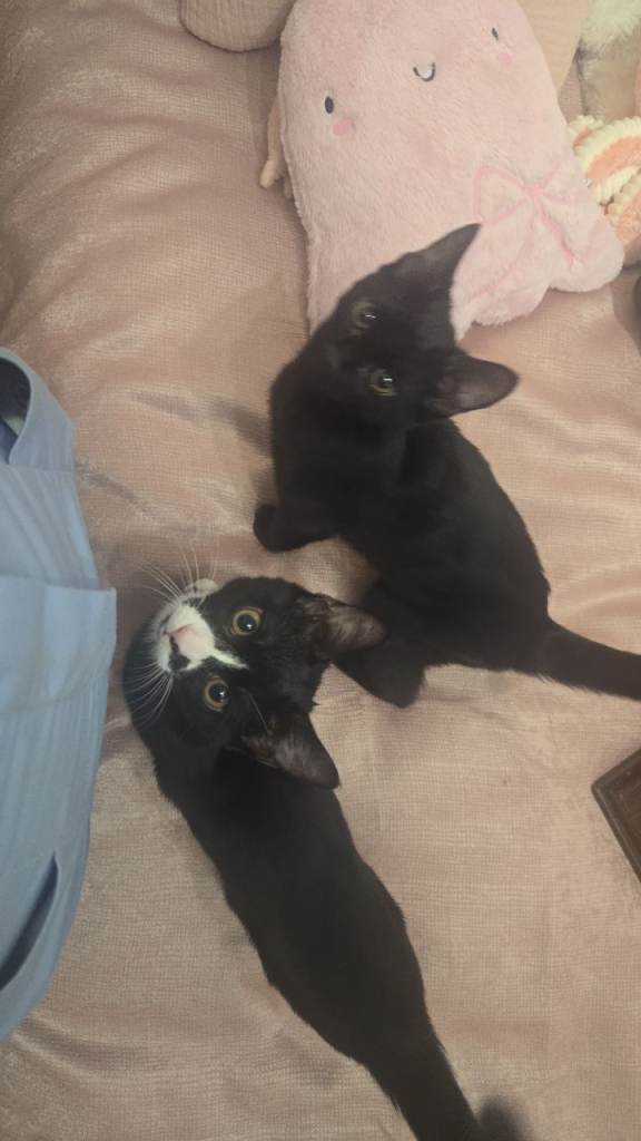 Two kittens boys castrated £200