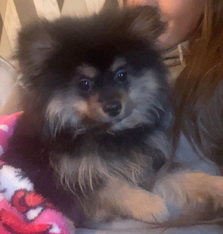 Pomeranian (Teddy Bear) puppy 6 month old 