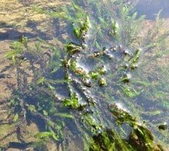 Fontinalis Willow Moss Oxygenator for ponds or garden water features