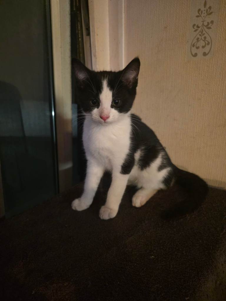One Male Tuxedo kitten